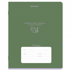 Тетрадь 18 л. BRAUBERG клетка, обложка картон, PHRASES, 107784