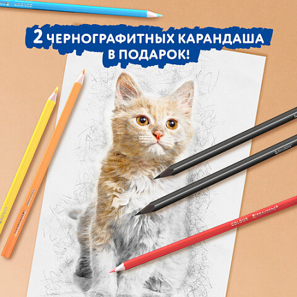 Карандаши цветные пластиковые, BRAUBERG PREMIUM 24 цвета + 2 чернографитных карандаша, 181937
