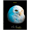 Тетрадь А5 96 л. BRAUBERG, гребень, клетка, твёрдая обложка, "Совы" (микс в спайке), 404443